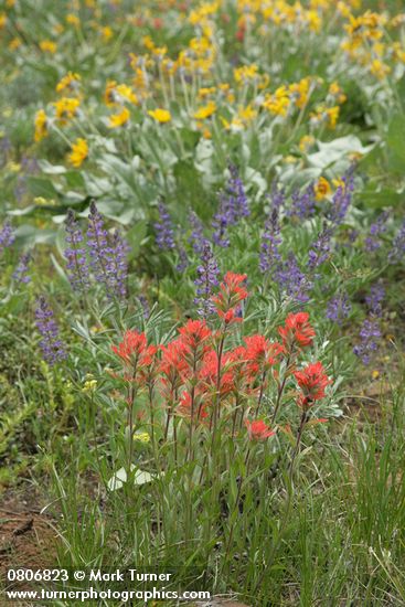 Harsh Paintbrush w/ Silky Lupines, Arrowleaf Balsamroot soft bkgnd