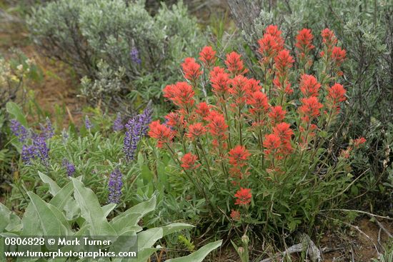 Harsh Paintbrush w/ Silky Lupines, Big Sagebrush, Arrowleaf Balsamroot foliage