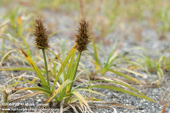 Large-headed (Bighead) Sedge w/ female inflorescences