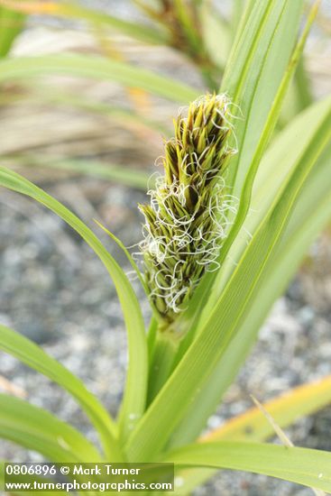 Large-headed (Bighead) Sedge w/ male inflorescence