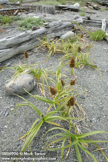 Large-headed (Bighead) Sedge on sandy beach w/ male (fgnd) & female inflorescences