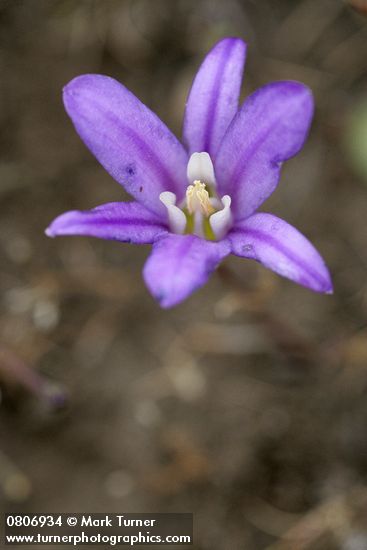 Harvest Brodiaea blossom
