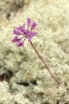 Tapertip Onion on bed of Reindeer Lichen