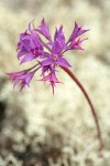 Tapertip Onion blossoms