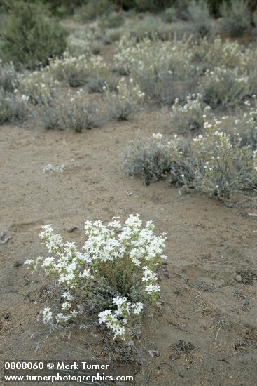 Linanthus pungens