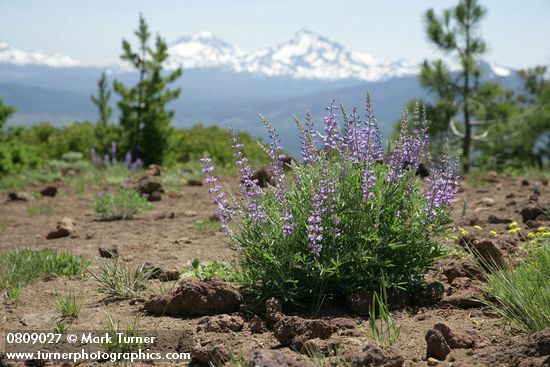 Lupinus arbustus