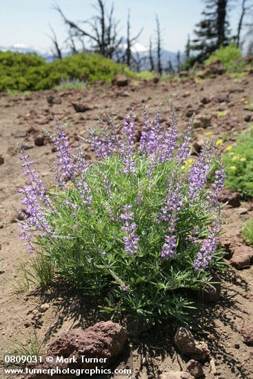 Lupinus arbustus