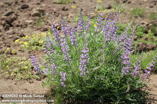 Lupinus arbustus
