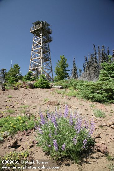 Lupinus arbustus