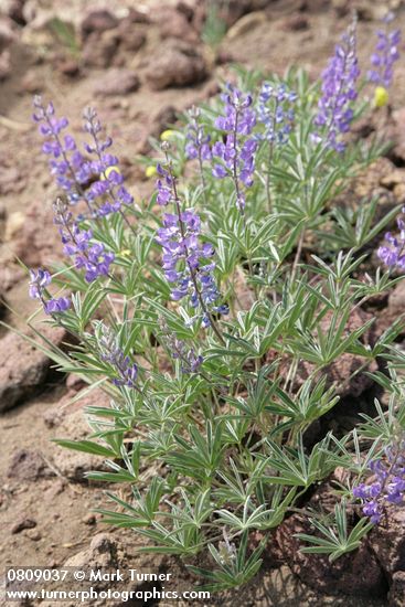 Lupinus arbustus