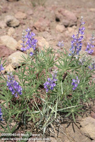 Lupinus arbustus