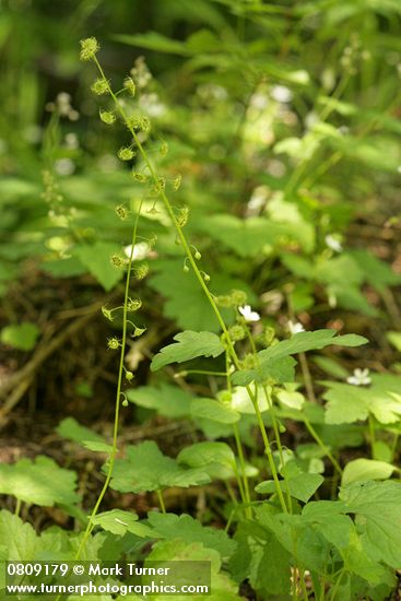 Mitellastra caulescens