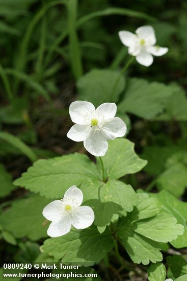 Anemone deltoidea