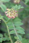 Big Deervetch blossoms & foliage