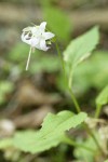 Scouler's Harebell