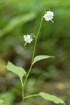 Scouler's Harebell