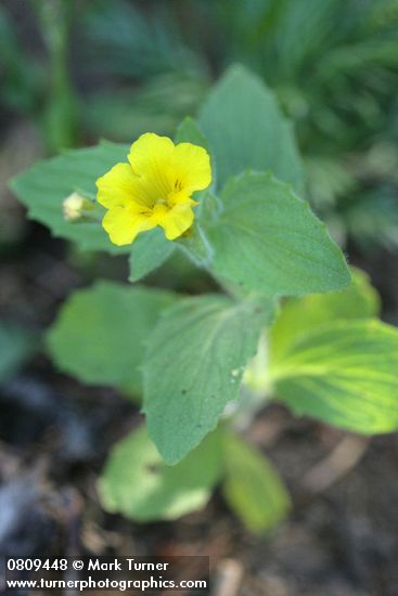 Musk Monkeyflower