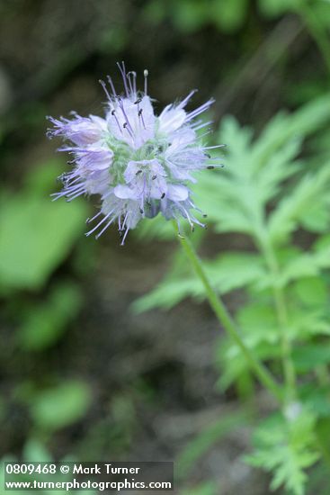 Western Waterleaf