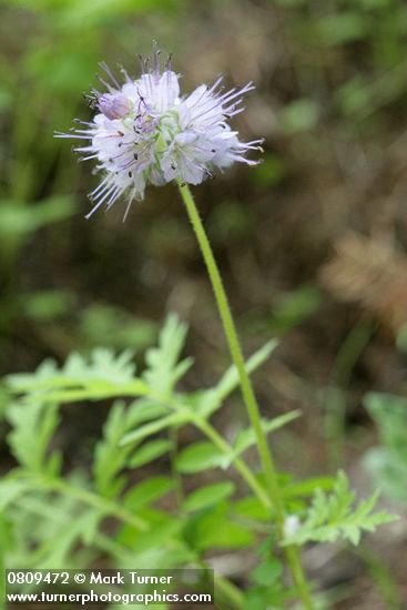 Western Waterleaf