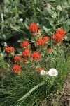 Harsh Paintbrush w/ Subalpine Mariposa Lily (Mountain Cat's Ear)