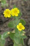 Musk Monkeyflower
