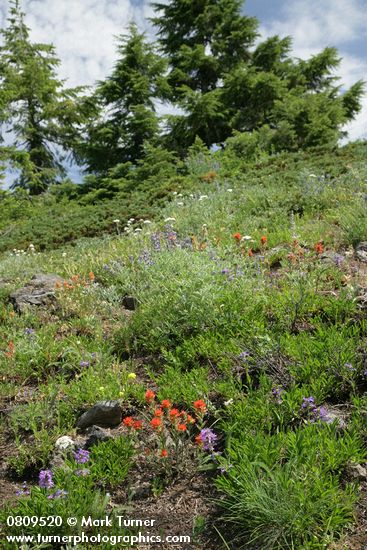 Harsh Paintbrush, Small-flowered Penstemon in xeric meadow