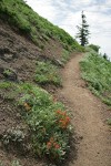 Harsh Paintbrush along trail