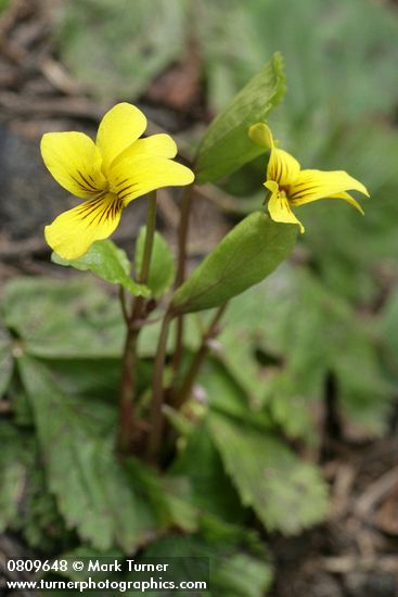 Evergreen Violets