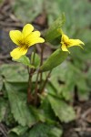 Evergreen Violets