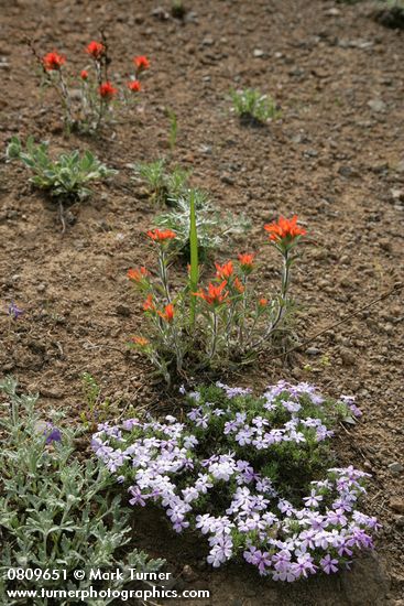 Castilleja hispida