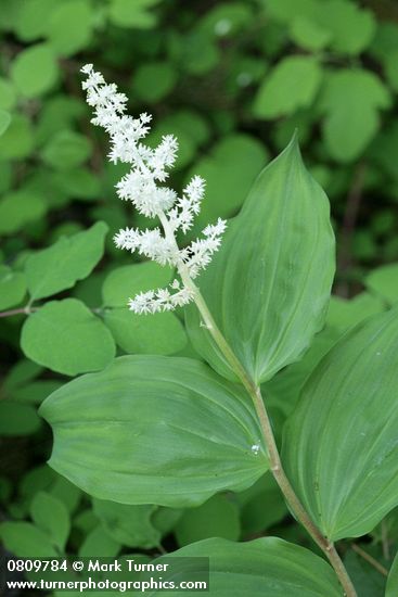 Large False Solomon's Seal