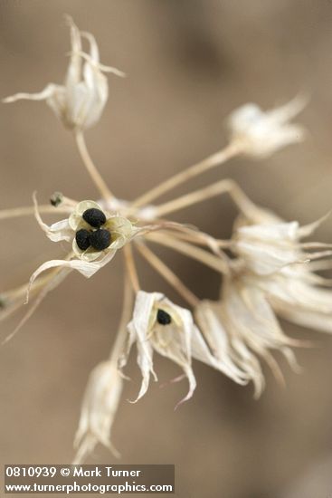 Allium acuminatum
