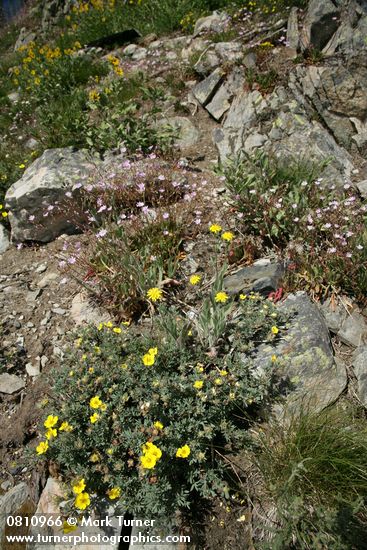 Shrubby Cinquefoil w/ Columbia Lewisia