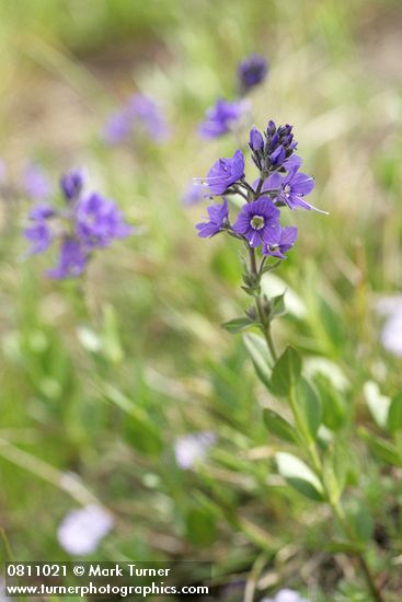 Cusick's Speedwell