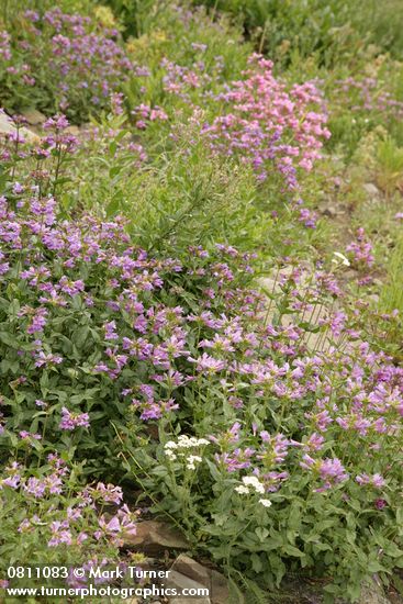 Cascades Penstemon