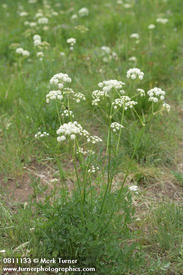 Gray's Lovage