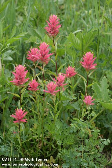 Giant Red Paintbrush