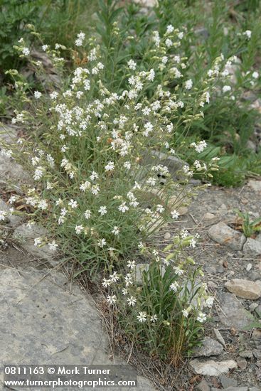 Lewis's Monkeyflower