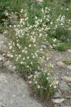 Lewis's Monkeyflower