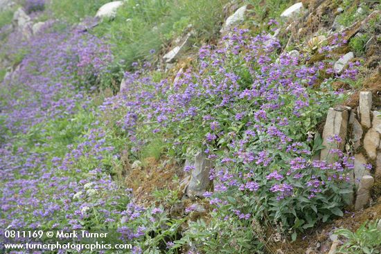 Cascades Penstemon