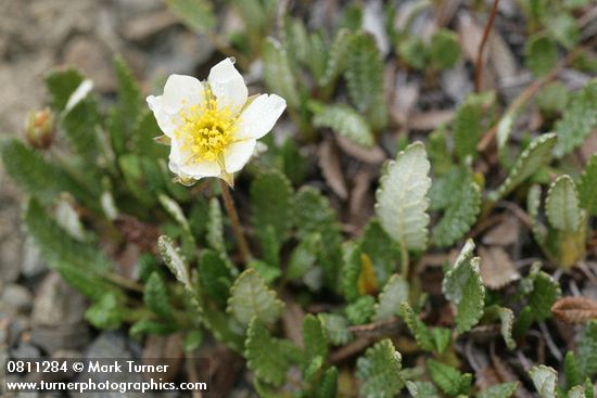 Eightpetal Mountain-avens