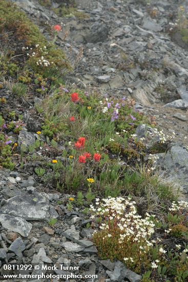 Saxifraga bronchialis
