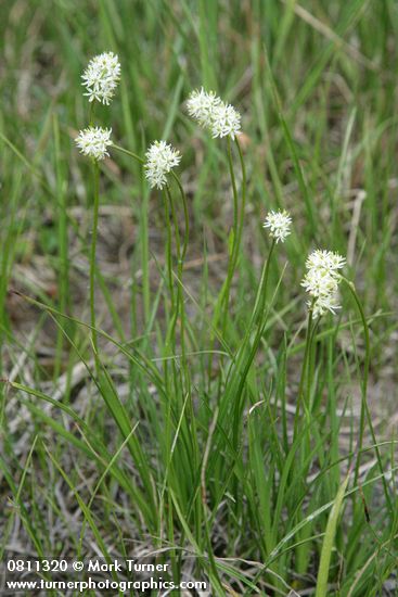 Triantha occidentalis