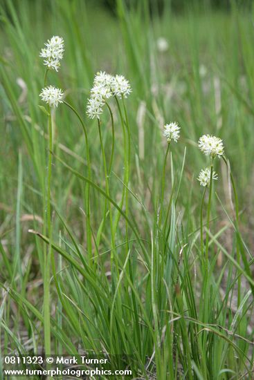 Triantha occidentalis