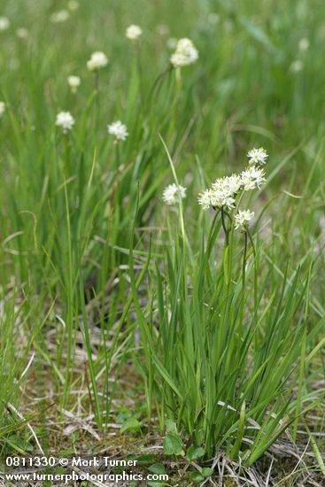Triantha occidentalis