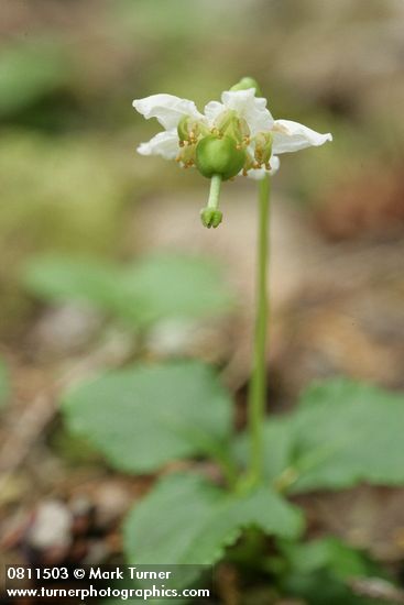 One-flowered Moneses