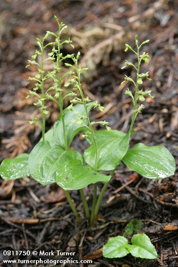 Neottia banksiana