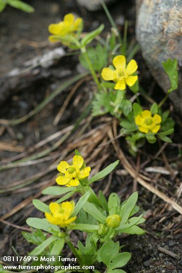 Snow Buttercups