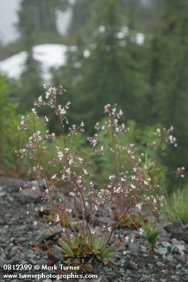 Micranthes ferruginea