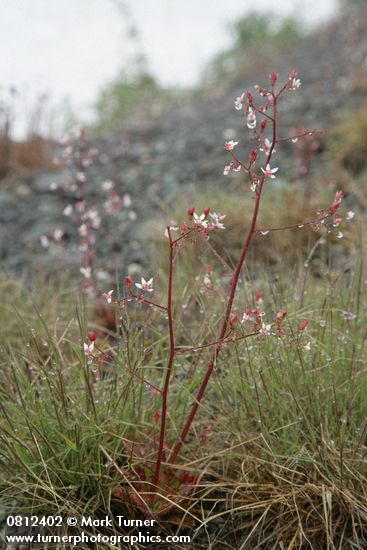 Micranthes ferruginea